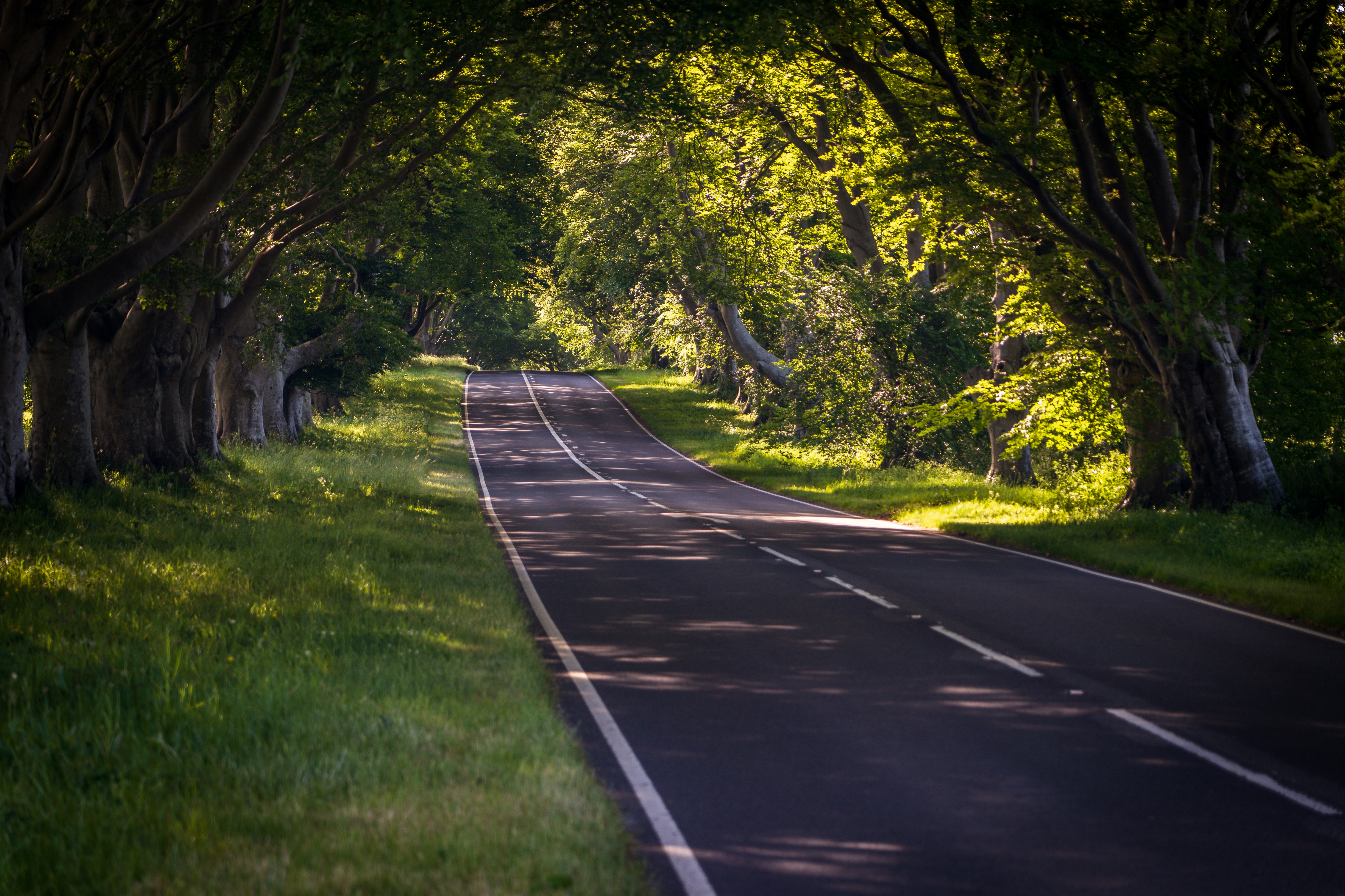 gray concrete road between green grass and trees during daytime